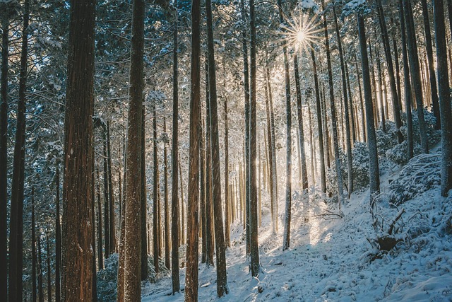 Snow covered trees in a winter forest