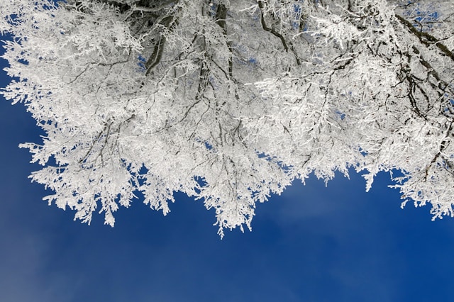 Person looking at long range weather forecast on phone